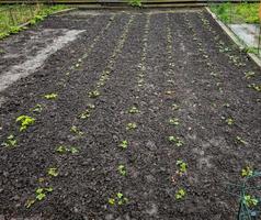 Young strawberry seedlings in the garden in early spring. Growing organic strawberries on a farm. photo