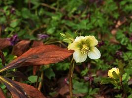 Botany. Flowers in the garden. Closeup view of a Helleborus foetidus, also known as Stinking Hellebore, leaves and winter blooming flowers in the park. photo