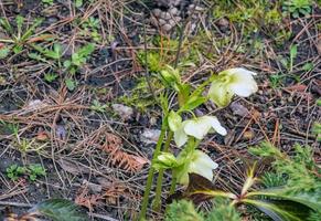 Botany. Flowers in the garden. Closeup view of a Helleborus foetidus, also known as Stinking Hellebore, leaves and winter blooming flowers in the park. photo