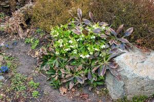 Botany. Flowers in the garden. Closeup view of a Helleborus foetidus, also known as Stinking Hellebore, leaves and winter blooming flowers in the park. photo