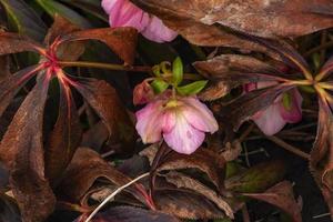 Botany. Flowers in the garden. Closeup view of a Helleborus foetidus, also known as Stinking Hellebore, leaves and winter blooming flowers in the park. photo