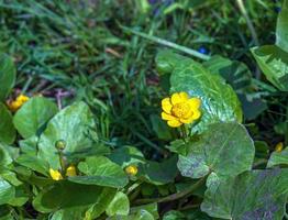 cerca arriba de ranúnculo thora, como conocido como el botón de oro, con brillante amarillo floración , es un planta especies de el género ranúnculo nativo a Europa foto
