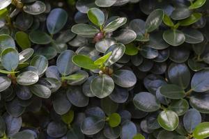 Top view of ficus annulata blume with seed in the garden for background. photo