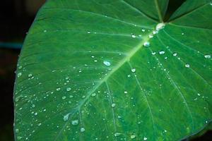 Alocasia odora foliage  or Giant upright elephant ear, Exotic tropical leaf. photo