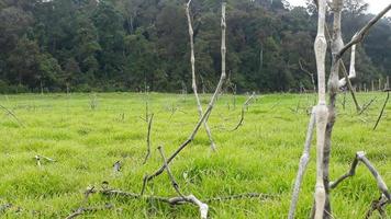 the lake water recedes so that it makes the surroundings grow lush green photo