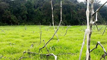 the lake water recedes so that it makes the surroundings grow lush green photo