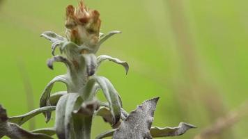 weeds bloom in the morning photo