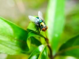A fly perched on a leaf, on a blurred background. Animal macro photo. photo
