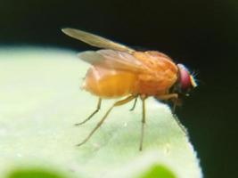 A fly perched on a leaf, on a blurred background. Animal macro photo. photo