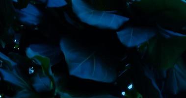 Close up of leaves of big tree in park. Leaf with selective focus. Nature blue tone background. photo