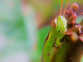 saltamontes en un planta vástago con borroso antecedentes. animal macro foto. foto