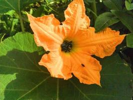 Close up shot of a beautiful orange flower in the sun. Selective focus photo