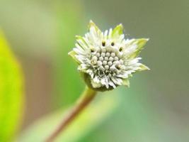 Eclipta Prostrata plant on a blurred background. Plant macro photo. photo