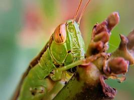 saltamontes en un planta vástago con borroso antecedentes. animal macro foto. foto