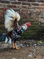 un joven gallo caminando en el patio trasero. foto