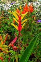 amarillo flor de heliconia psitácoro o loro pico, perico flor, loro flor, plátano hoja, ornamental planta en jardín. foto