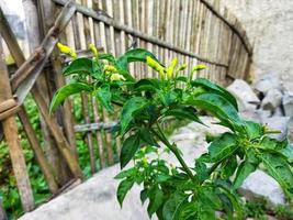 Chili in a green garden. Green peppers. photo