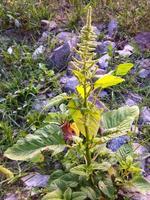 Spinach plant in the yard, suitable for vegetables, chips. Wild plants. photo