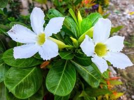 defocused abstract background of beautiful frangipani flowers in sunlight. photo