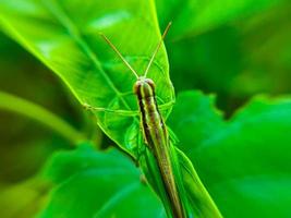 Grasshopper on a leaf with blurred background. Animal macro photo. photo