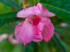 Beautiful pink flowers on a blurred background. Flower macro photo. photo