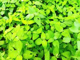 Leaf with selective focus. Abstract green texture, nature green tone background. photo