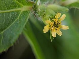 Beautiful yellow flower on a blurred background. Flower macro photo. photo