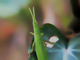 Defocused of grasshopper in leaves. Animal macro photo