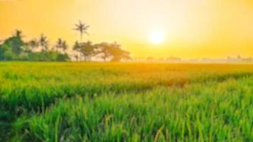 Blurred green fields in the morning. Rice plantation. Organic rice farming in Asia. photo