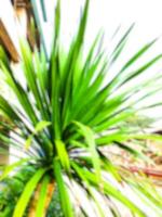 Defocused blurred garden trees on building background, blurred green bokeh light outdoors on summer background photo