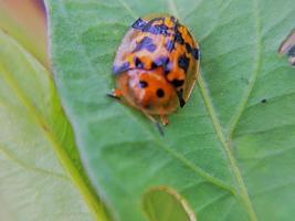 Selective focus of ladybug on a leaf. Animal macro photo