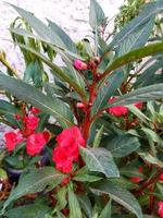 defocused abstract background of beautiful red flowers in sunlight. photo