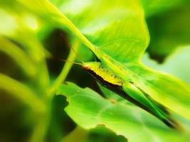 Defocused of grasshopper in leaves. Animal macro photo