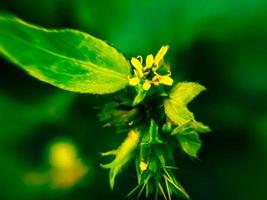 Beautiful yellow flower on a blurred background. Flower macro photo. photo