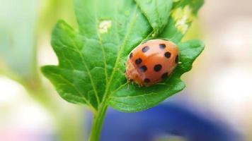 Selective focus of clown ladybird on a leaf. Animal macro photo