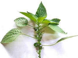 Green leaf, isolated on white background photo