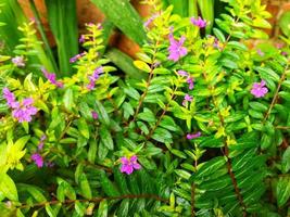 defocused abstract background of beautiful purple flowers in sunlight. photo