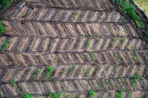 Natural pattern with soil and grass photo