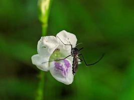 cerca arriba, foto de flores y mosquitos