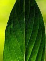 macro fotografía, cerca arriba de hoja textura foto