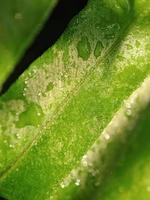 macro photography, close up of leaf texture photo