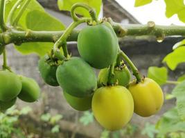 Closeup of castor fruit on a tree photo