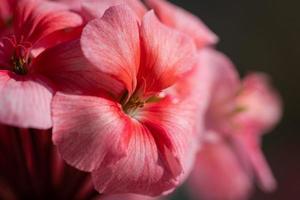 Pink color of flower Pelargonium zonale. Macro view of beautiful petals photo