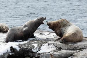 Rookery Northern Sea Lion or Steller Sea Lion. Kamchatka Peninsula, Avachinskaya Bay photo