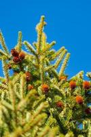 Branch of Xmas pine tree with needles and pine cones photo