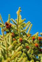 rama de Navidad pino árbol con agujas y pino conos foto