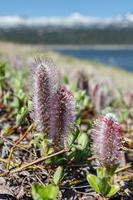 salix arctica ártico sauce en un soleado día foto