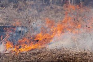 natural desastre en bosque ardiente seco césped en prado. difuminar desde fuerte fuego foto