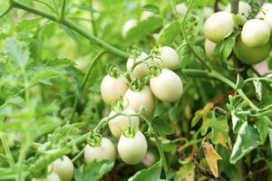 hydroponic garden during morning time food background concept with copy space photo