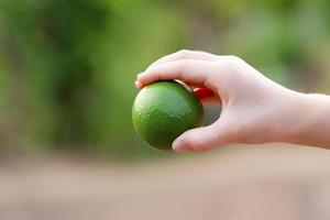 fresh lime fruit isolated on white background. photo